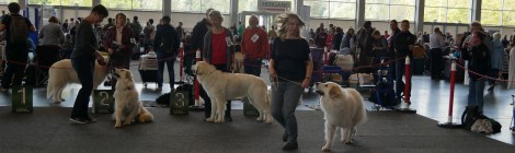 Hundeausstellung Rostock 2017