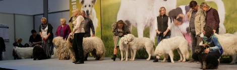 Internationale Welt-Rassehundausstellung in Leipzig 2017