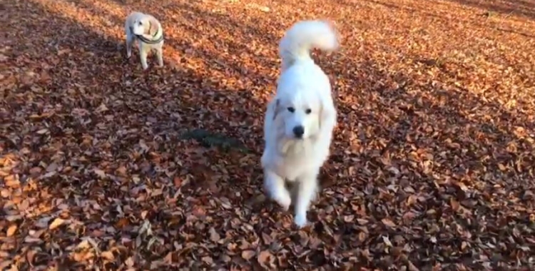 Belle in der Huta - toller Spaziergang im schönen Laub