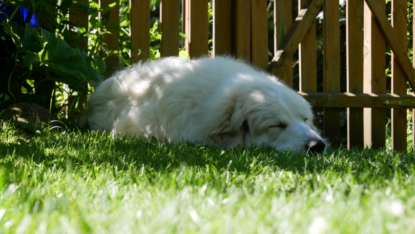 heute habe ich meinen vierten Geburtstag - schlafender_hund