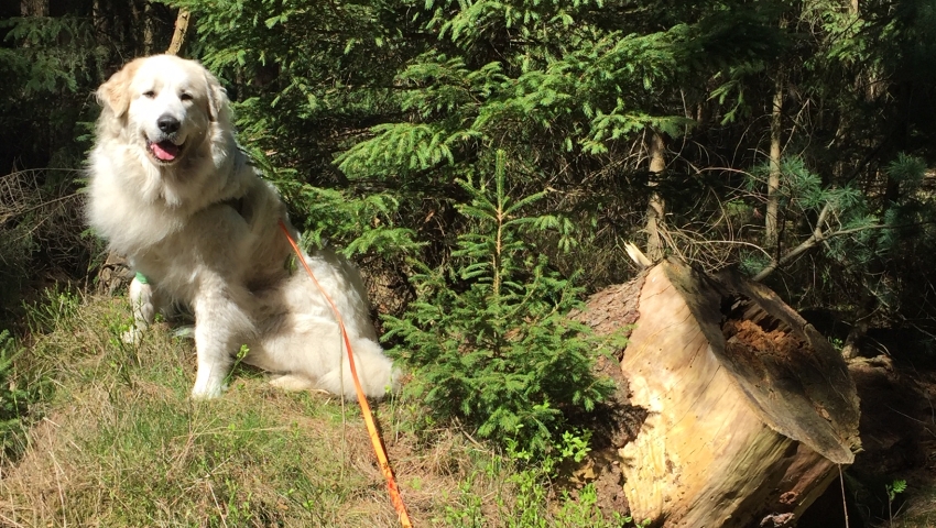 Meine eigene Osterüberraschung - Pyrenäenberghund sitzt im Wald und genießt die Sonne