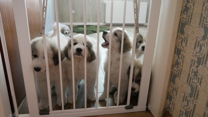 Mein eigenes Rudel - Pyrenäenberghund Welpen warten hinter Gitter