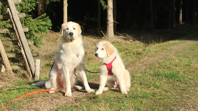Ab jetzt im Doppelpack - zwei Pyrenäenberghunde sitzen in der Sonne im Wald