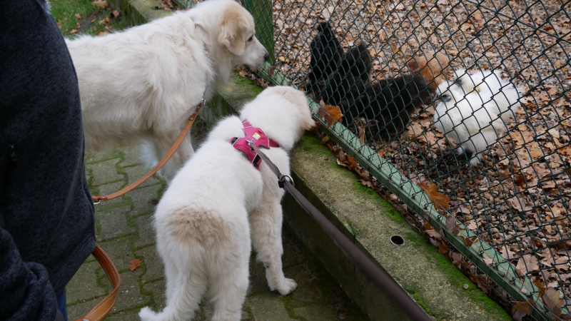 zwei Berghunde vor einem Gatter mit Hühnern
