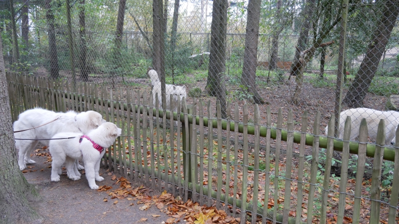 Pyrenäenberghunde und zwei weiße Wölfe