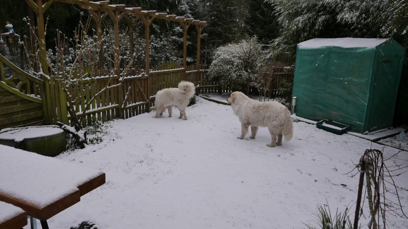 zwei Pyrenäenberghunde stehen im verschneiten Garten an einem Zaun
