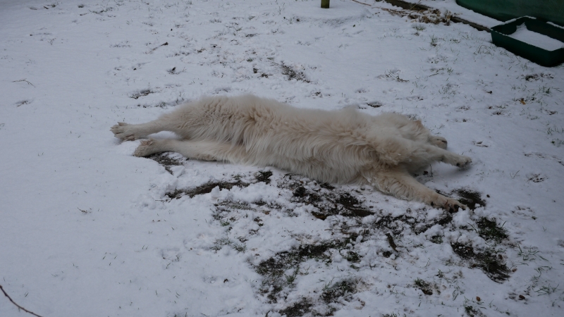 Pyrenäenberghund rollt einen Schneeengel