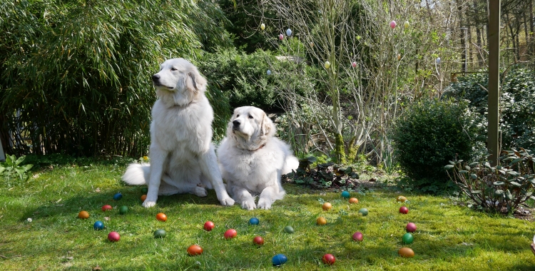 Hier wachsen die Osterdinger