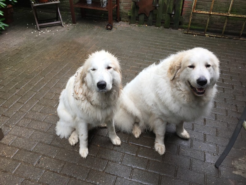 zwei sitzende nasse Pyrenäenberghunde