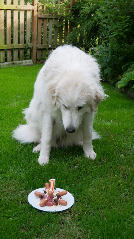 sitzender Pyrenäenberghund vor einer Torte mit eine eins als Kerze