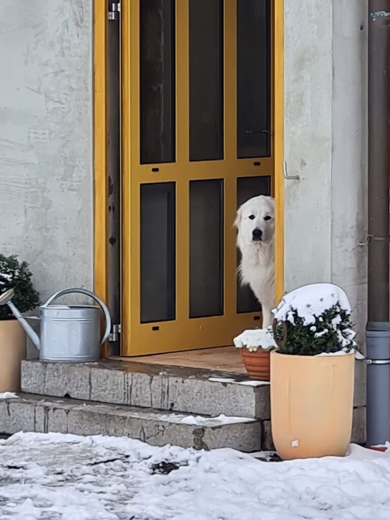 ein Pyrenäenberghund lugt hinter einer Tür hervor