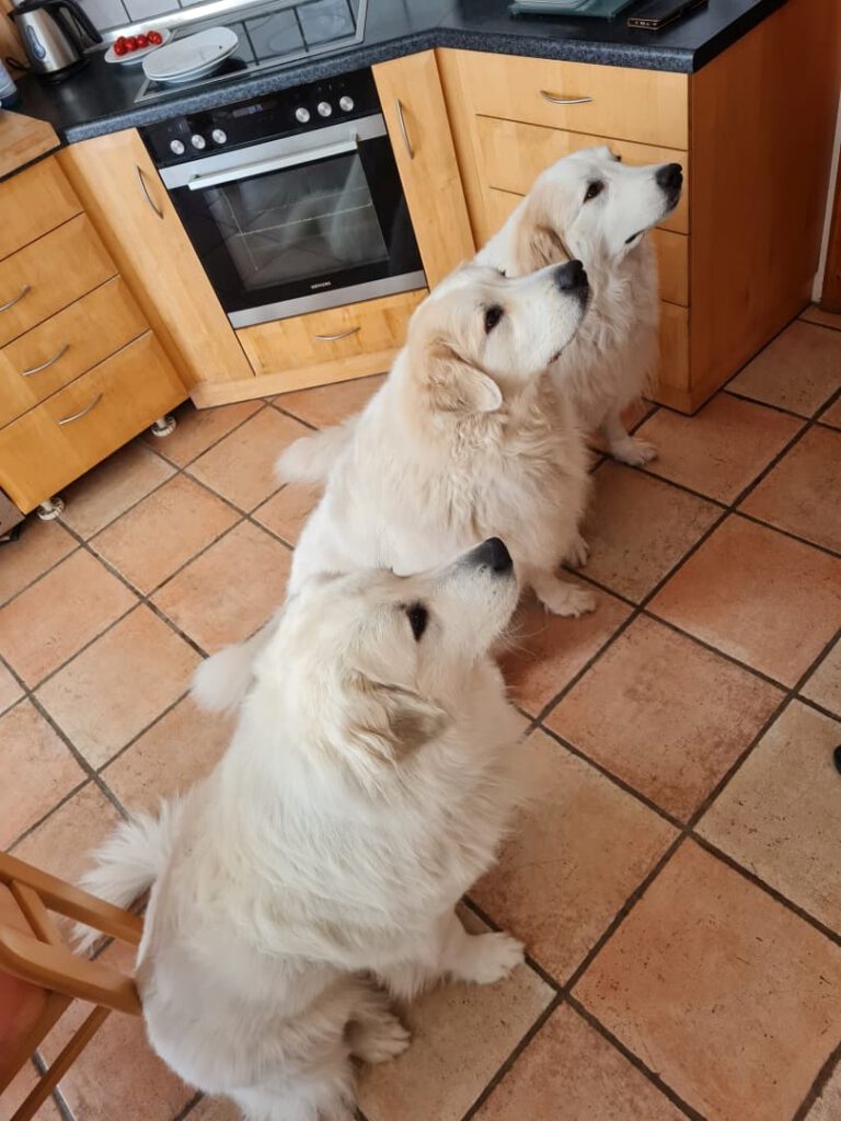 drei in der Küche sitzende Pyrenäenberghunde beim betteln