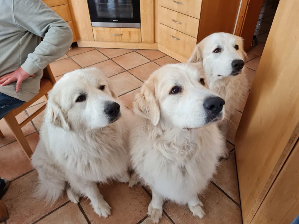 drei sitzende Pyrenäenberghunde sitzen mit der Front zur Kamera