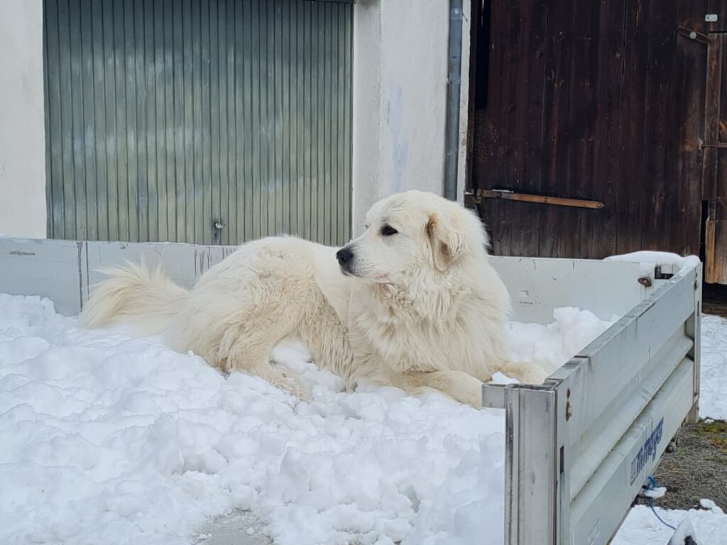 ein Pyrenäenberghund liegt im Schnee