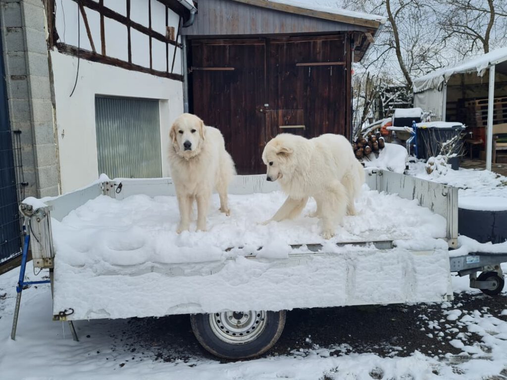 zwei Pyrenäenberghunde beim spielen im Schnee