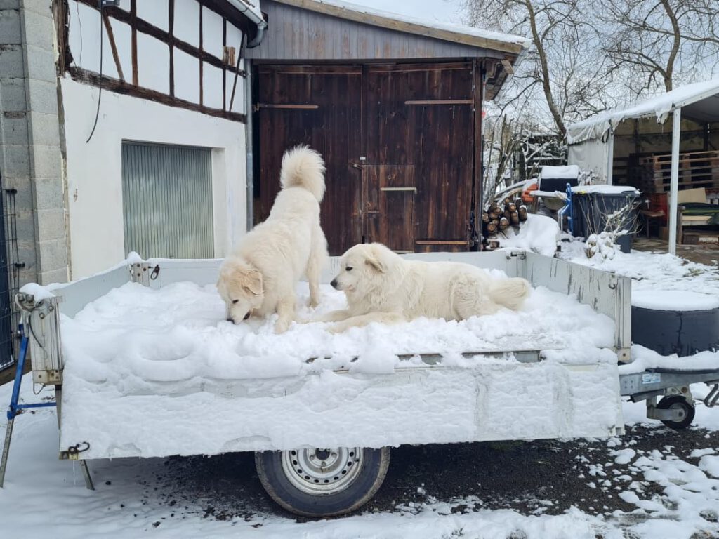 zwei Pyrenäenberghunde beim spielen im Schnee