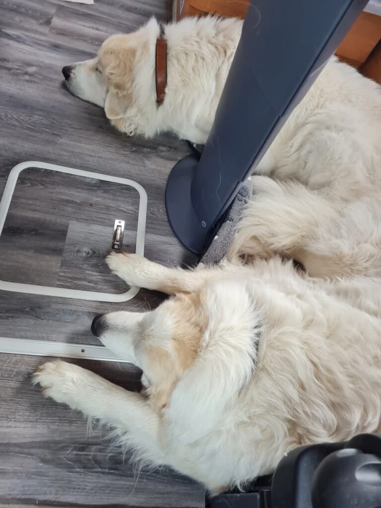 zwei schlafende Pyrenäenberghunde im Wohnmobil