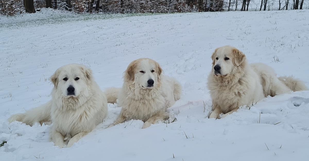 drei Pyrenänberghunde liegen im Schnee