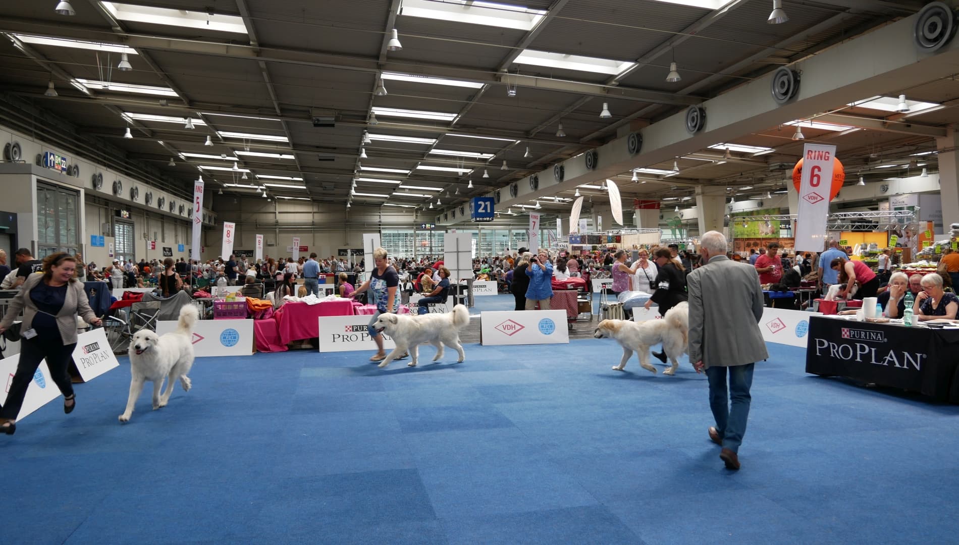 Ausstellung Hannover 2018 - Hund und Co.