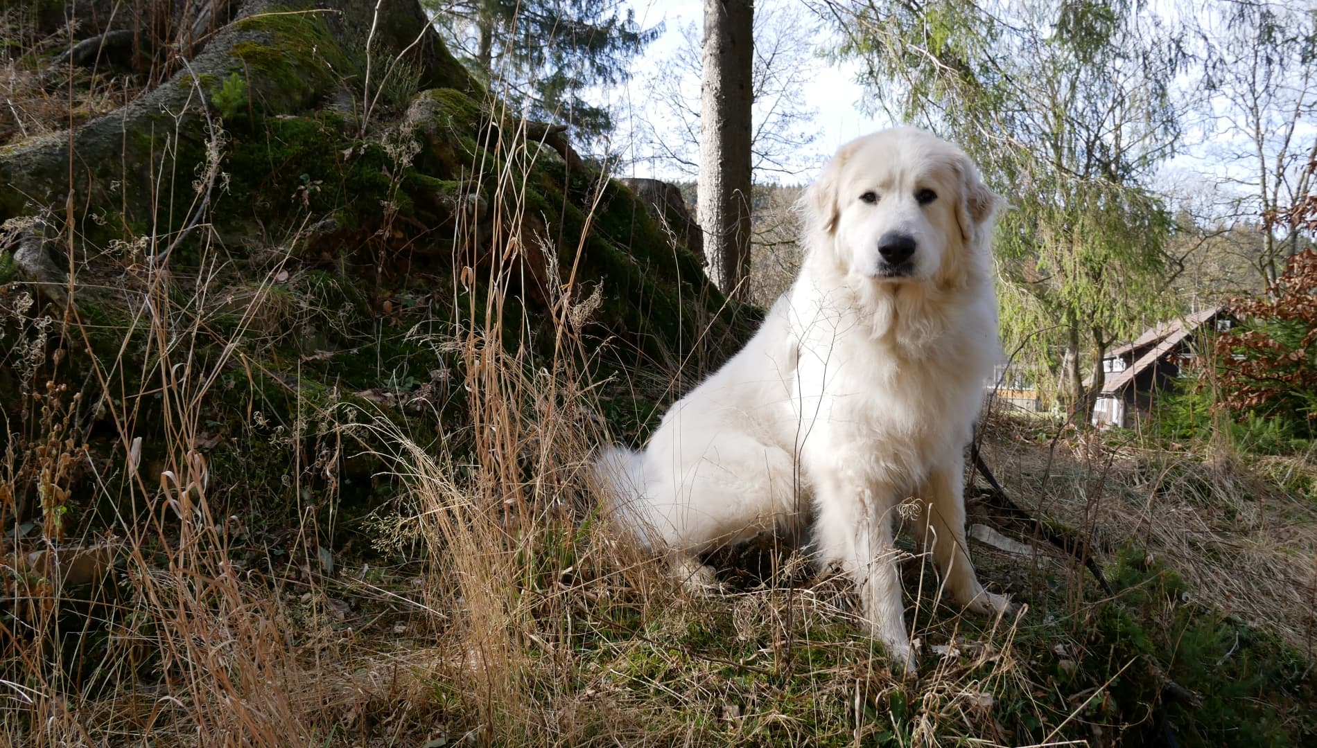 Auf der Suche nach dem Schnee - Pyrenäenberghund sitzt