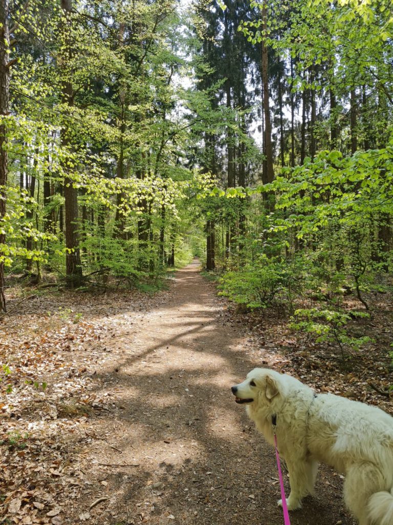 Pyrenäenberghund auf einem Waldweg
