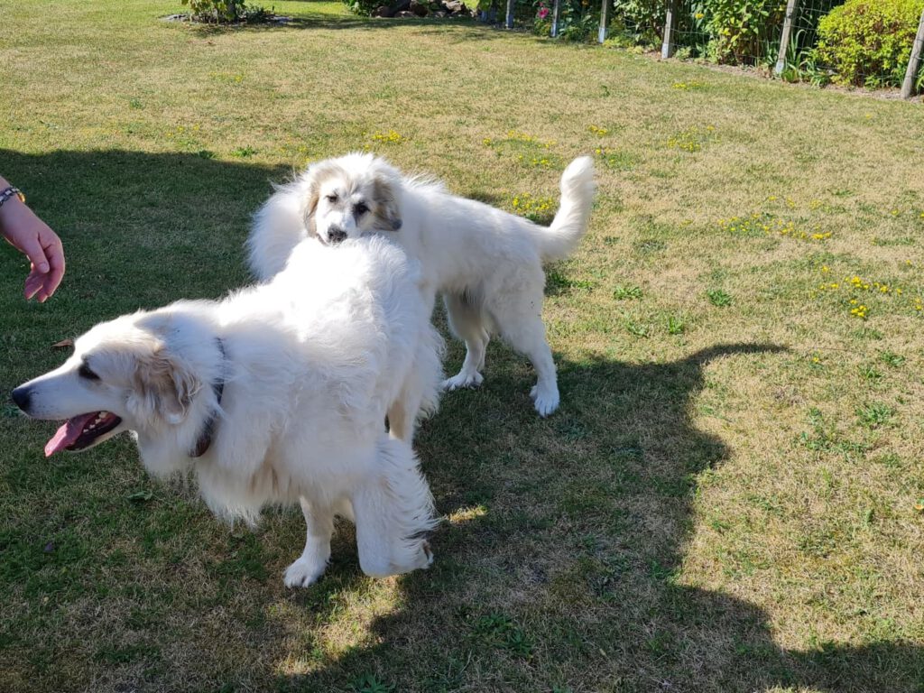 Brise Seetang - Amelie und Tara beim toben