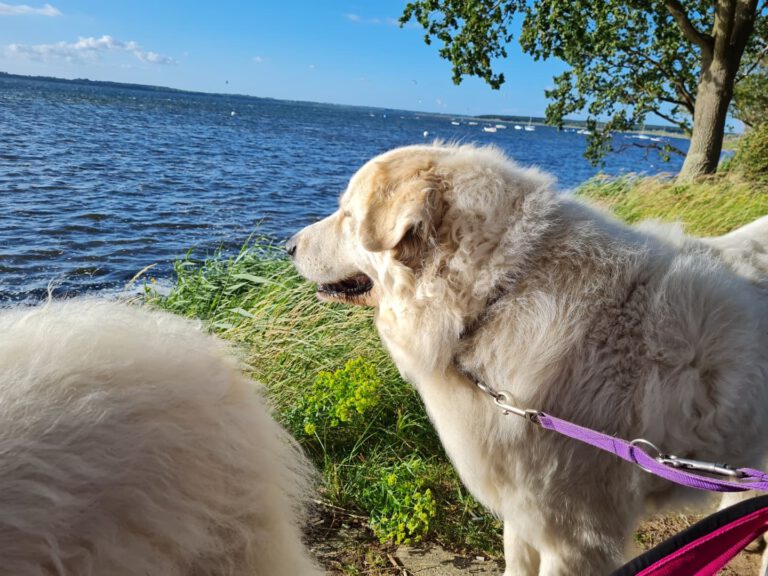 Brise Seetang an der Bernsteinbucht