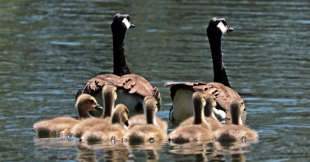 Eine Gänsefamilie auf dem Wasser schwimmt von uns weg